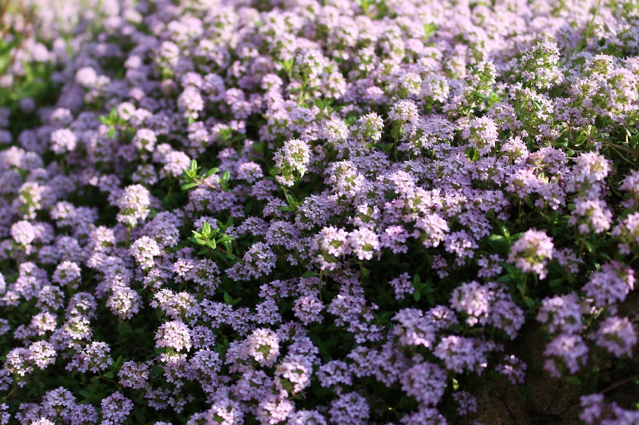 관평동 꽃한우